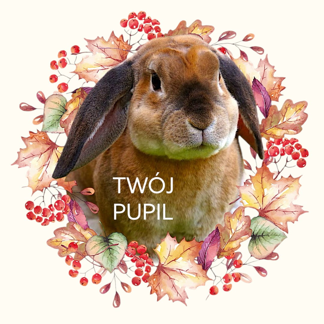 Personalizacja eko Torba ze zdjęciem Twojego Pupila / Jesień 4