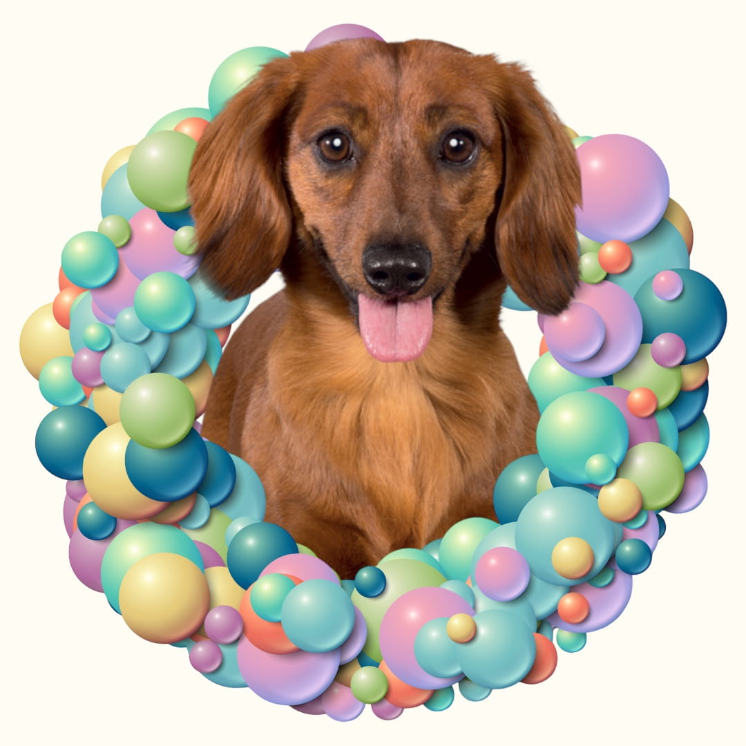 Koszulka z Twoim Pupilem Personalizacja / Biała / Czarna / Dziecięca Unisex / Balony 1