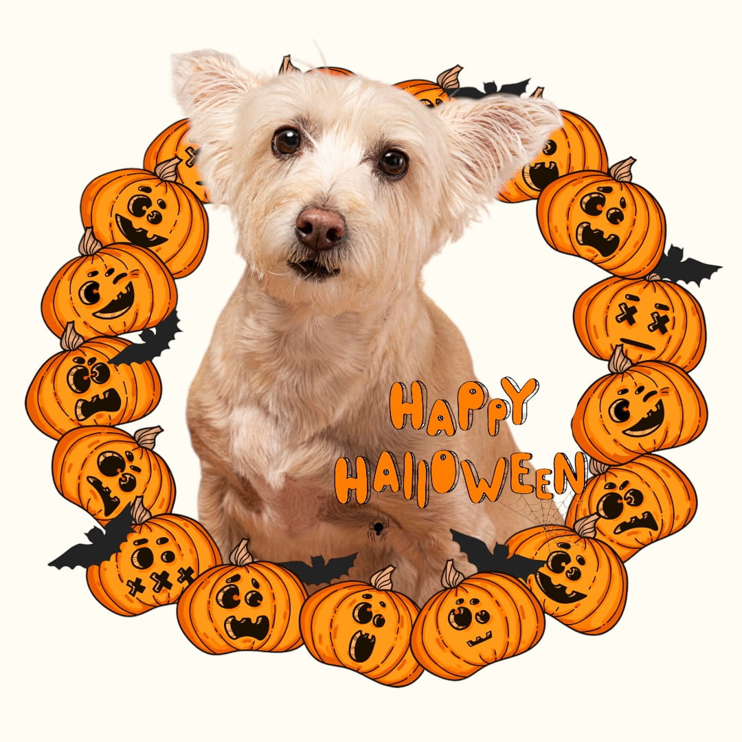 Personalizowany Kubek ze zdjęciem Twojego Pupila / Halloween 3